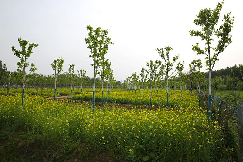 1620367538593720.jpg HW6A0561-800.jpg